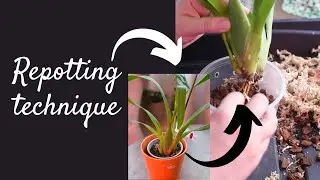 How I repot a new Oncidium Intergeneric | Tips for successful culture and growth