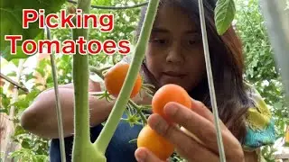 Colorful Tomatoes, Orzo & Scallops | Backyard Garden Harvest | Tomato Varieties