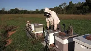Fall Hive Management