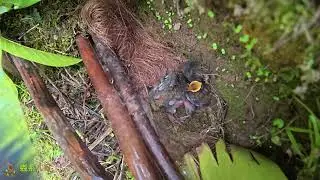 Pinned below, the cuckoo pushes the baby birds away forcefully to grab food杜鹃鸟被压在下面，为了得到食物，用尽力气把小鸟推开