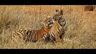 Tiger Sighting in Tadoba| Tadoba queen Maya & Cubs