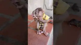 The baby mouse climbed on the head of the cherry monkey,😂🐭