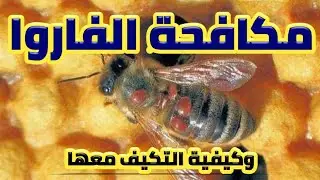 مكافحة فاروا النحل وكيفية التكيف معها مع شهادة شكر للنحالين اليمنيين للدكتور عبدالرحمن باخمسه