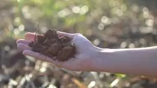 2015: International Year of Soils (IYS)