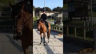 Mettre en place son cheval #cheval #horse #equitation #tdse