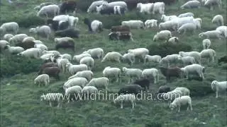 Sheep rush in the Himalaya - who gets to green pastures first?