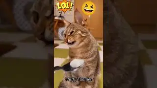 Dogs Being Overly Dramatic vs Cats Being Chill 😹🐶 #shorts #funnypets