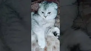 Мия 2026 #cat #веселыекоты #к #видосыоткота #котик #прикольныекоты #музыкаонлайн #топ #новости #мия