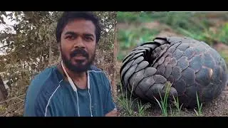 DON'T KILL PANGOLIN.......