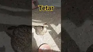 Beautiful 🥰 Tetar Birds Pair #beautiful #tetar #birds #pair #viral #youtube #shorts