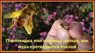 ПЧЕЛОВИДКА (ИЛЬНИЦА) ЦЕПКАЯ, как  МУХА, притворяется ПЧЕЛОЙ