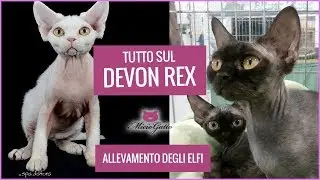 Devon Rex: carattere, aspetto e prezzo raccontati dall'allevamento degli Elfi e i suoi cuccioli