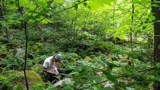 Little Gems Everywhere: Biodiversity in the Maple Sugarbush