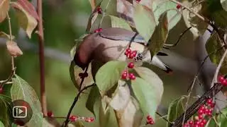 Cedar Waxwing Feeding on Berries| Elegant Bird Behavior in the Wild