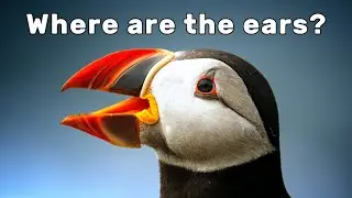 Do birds have ears?