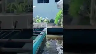Integrated Urban Farming. Aquaculture, Holtikultura and Poultry