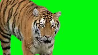 green screen tiger walking #greenscreen #greenscreenvideo #freegreenscreen