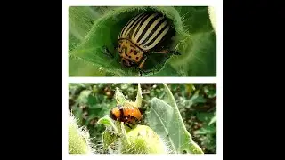 mandelinka bramborov&aacute;(Leptinotarsa decemlineata) dospělec a larva na bl&iacute;nu čern&eacute;m (Hyoscyamus niger)