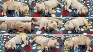 Susquehanna Service Dogs Puppy Cam