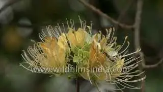 Sacred Barna or Crateva religiosa is a beautiful all-Indian tree