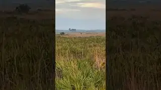 Florida skunk ape sighting..#viral #skunkape #outdoors #bigfoot #strangerthings