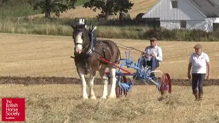 BHS Working Horses 2015