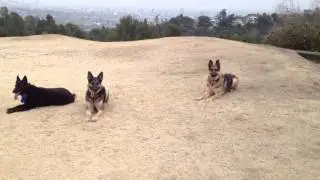 dog trainer Kurt Burk practices DOWN w passing dogs