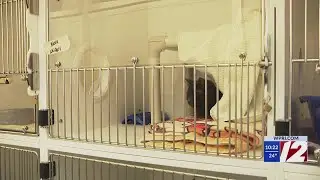 RISPCA removes cats from Bajah's Cat Caf&eacute; amid licensing issues