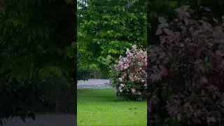 Refreshing Rain Sound for Sleeping & Relaxing🌿#rainsoundlullaby #relaxingtimeforyou