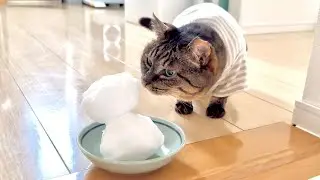 【初めて記念】「雪だるま」を初めて見た家猫1年目の元地域猫の反応がこちらです