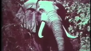 1964 RCA TV Commercial filmed in the Jungle Cruise at Disneyland