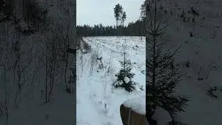 Stirnas #deer #wildlife #bucks #hunting #forest #nature #latvija