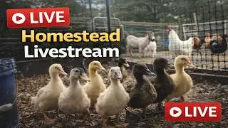 Duckling Cam Day 01 🦆 | Khaki Campbell Mixes & Homestead Life