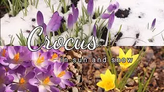 Krokus i v&aring;rvinter ~ Crocus flowers in sun and snow 🌞🌨️🌼
