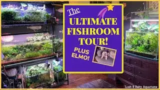 Ultimate Fish Room Tour!