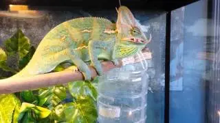 Veiled chameleon eating mouse