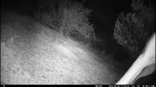 Dingo snuffling trail camera near our trial site in Kanpa.
