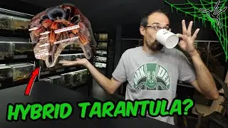 DRAMA IN POLAND - Intentional Tarantula Hybridization?