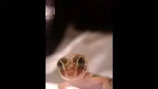 Pictus Gecko Din-Dins!