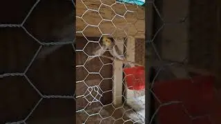 Se&ntilde;alde que est&aacute;n copulando esta pareja #Criadero de aves ex&oacute;ticas #by:homer_homeritho