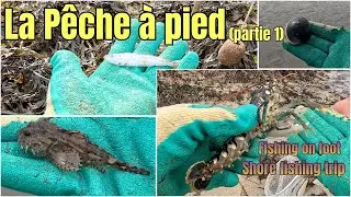 Découverte des espèces de l'Estran - partie 1 - 🦪🐚 en Pêche à Pied