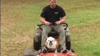 Gerald the Bulldog trying to make it in today's job market.