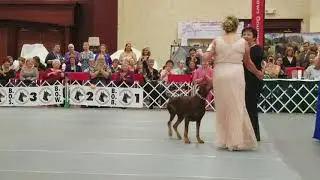 DPCA 2017 Top 20 Conformation Rosette Presentation