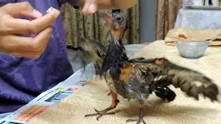 Hand feeding young pigeons