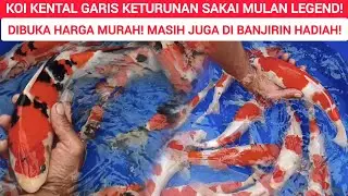 KOI GARIS KETURUNAN SAKAI MULAN LEGEND❗ DI KEEPING CONTEST LIMITED EDITION ❗