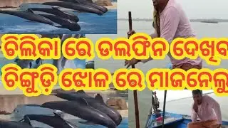 #chilaka vlog video #ଚିଲିକା ରେ ଡଲଫିନ ଦେଖିବା ସହ ଚିଙ୍ଗୁଡ଼ି ଝୋଳ ର ମଜା #viral video #viral vlog video #