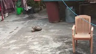 Cat 🐈😺 masti vidios |#cat #shortvideo #viralshorts 