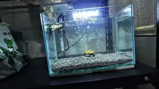 Setting Up My New Neon Tetra Tank