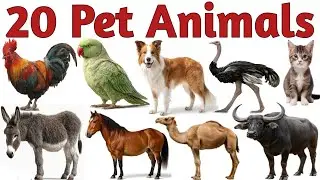 20 Pet Animals Names in Hindi & English | Cute Dogs Cats Cow Parrot | Kids Learning Animals Video