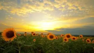 Flowering Sunflowers On A Background Sunset - Stock Footage from Videohive